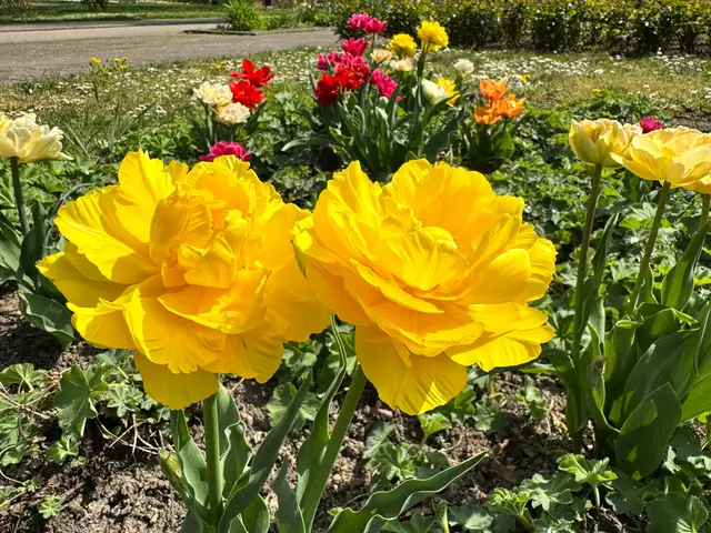 Foto: Heide Böllinger aus Bad Friedrichshall