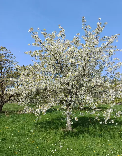Eine Blütenpracht | Foto: E. Rosendorf