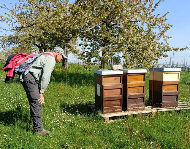 Ernst Sailer als Imker auch an anderen Bienenstöcken interessiert | Foto: E. Rosendorf