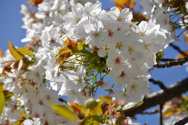 Herrliche Kirschblüten. Nelken-Kirsche: Prunus serrulata ´Kanzan´ | Foto: Daniela Somers