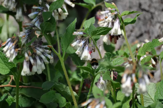 Der kaukasische Beinwell: Symphytum grandiflorum | Foto: Daniela Somers