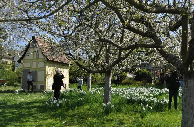 Da ist keine Blüte vor dem Fotoapparat sicher. | Foto: Daniela Somers