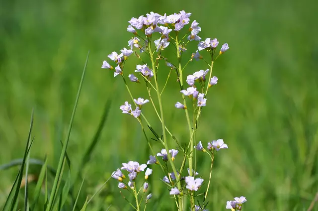 Die Blüten des Wiesenschaumkrauts | Foto: Daniela Somers