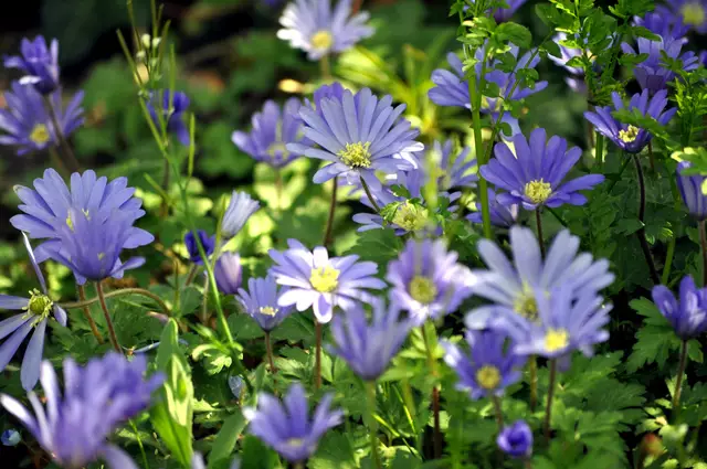  Balkan-Windröschen (Anemone blanda) | Foto: Daniela Somers