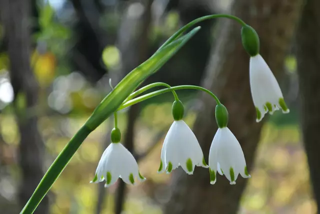 Sommerknotenblume. Sie wird größer als ihre direkten Verwandten der Frühlings-Knotenblume (Märzenbecher).  | Foto: Daniela Somers