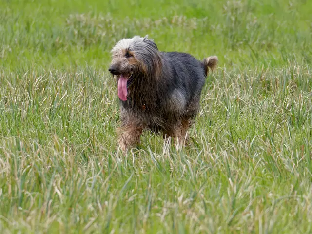 Hütehund Prinz | Foto: Eigenes Bild TB