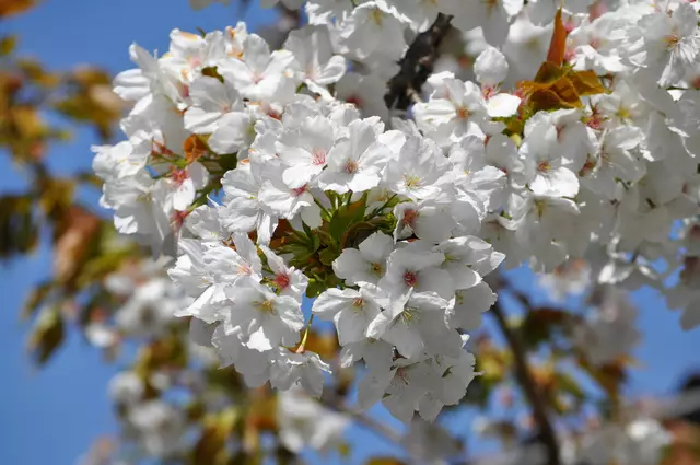 Nelken-Kirsche: Prunus serrulata ´Kanzan´ | Foto: Daniela Somers