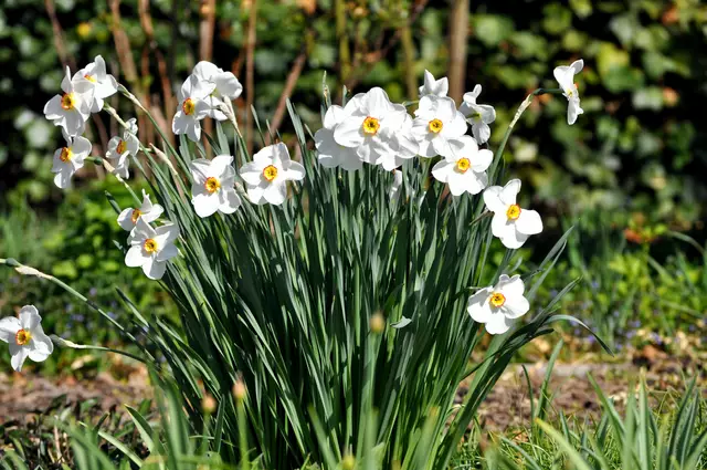 So viele Dichter-Narzissen (Narcissus poeticus) wie im BOG sieht man selten. | Foto: Daniela Somers
