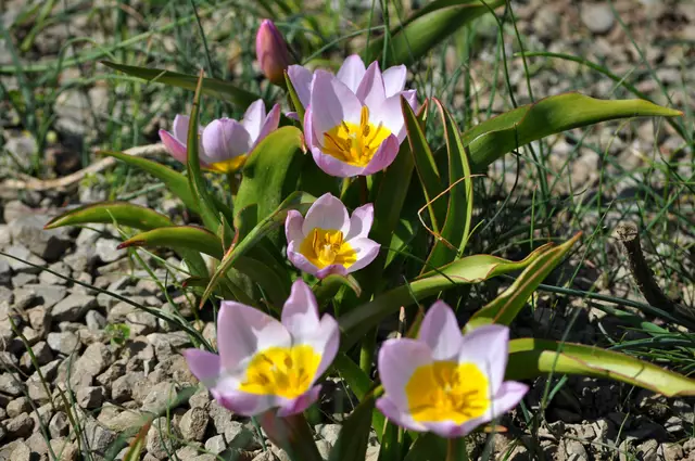 Kleine Wildtulpe: Tulipa humilis | Foto: Daniela Somers