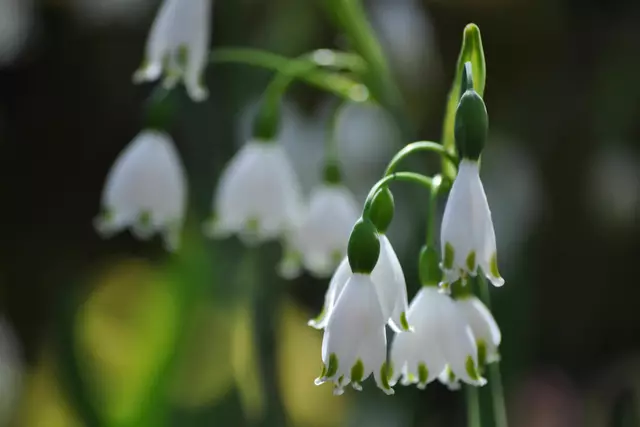 Sommer-Knotenblume (Leucojum aestivum) ihre direkten Verwandten die Märzenbecher heißen botanisch: Leucojum vernum. Schon am botanischen Namen sieht man also, beides sind Knotenblumen. | Foto: Daniela Somers
