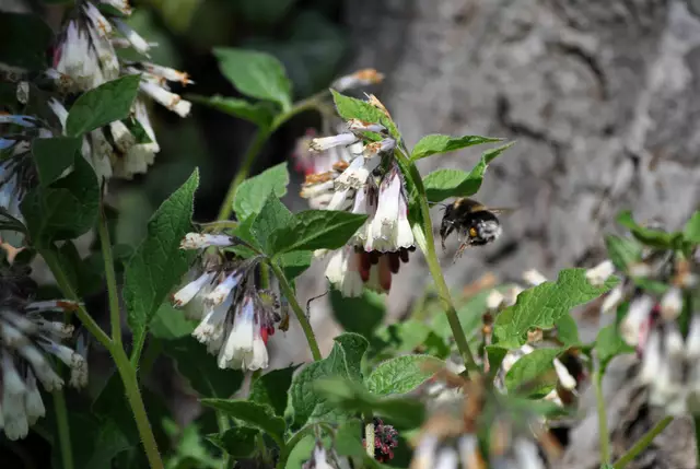 Hummel am Beinwell. Aber es ist nicht der echte Beinwell: Symphytum officinale. Sondern eine kleiner Art. Der kaukasische Beinwell: Symphytum grandiflorum. Weltweit gibt es ca. 40 verschiedene Arten von Beinwell. | Foto: Daniela Somers