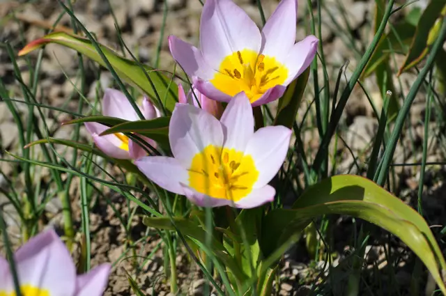 Kleine Wildtulpe: Tulipa humilis | Foto: Daniela Somers