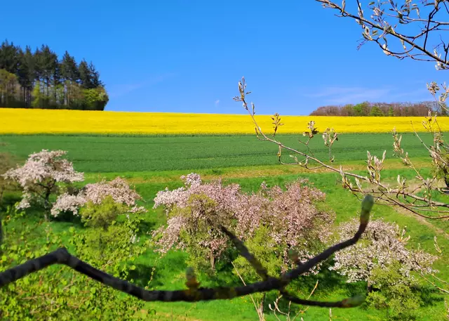 Frühling am Natura Trail oberhalb des Meßbachtals | Foto: Andreas Odey