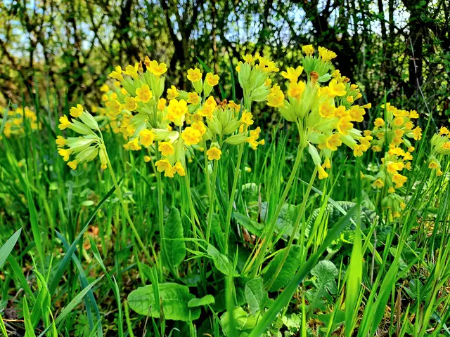 Schlüsselblumen im Halbschatten | Foto: Andreas Odey