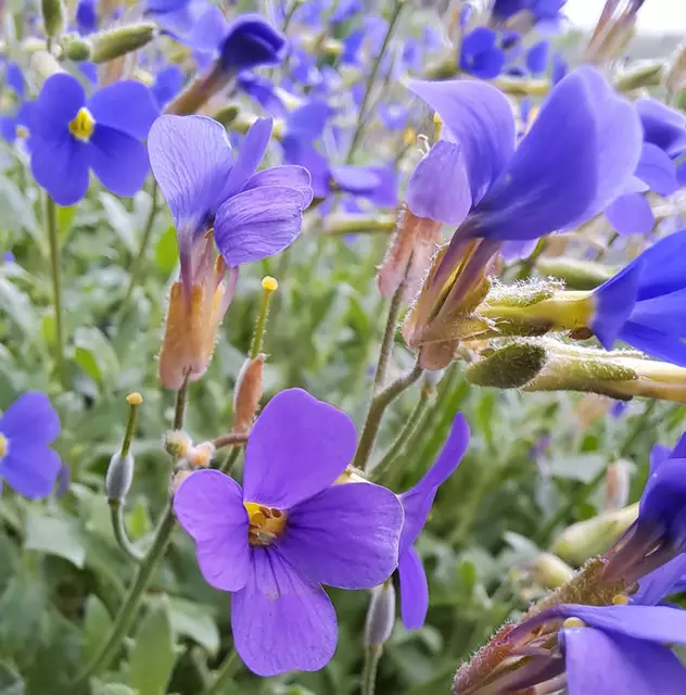 Blaukissen | Foto: Andreas Odey