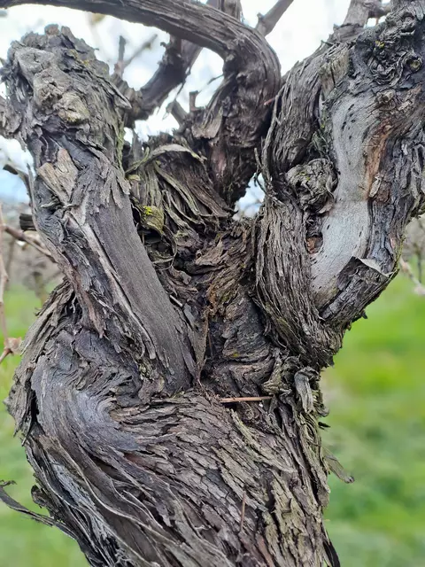 Weinstock mit Lebens- und Leseerfahrung | Foto: Andreas Odey
