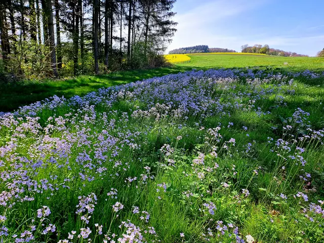 Wiesenschaumkraut auf den Jagsthöhen | Foto: Andreas Odey
