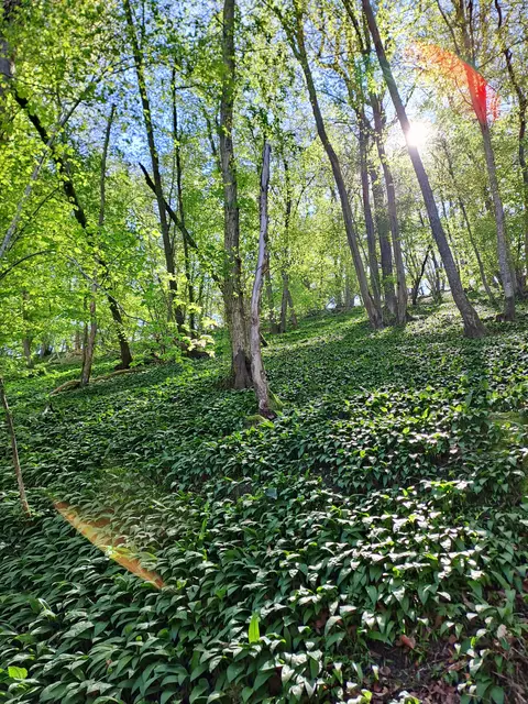 Bärlauch"Hoch"zeit am Natura Trail, Genuss für Auge und Nase | Foto: Andreas Odey