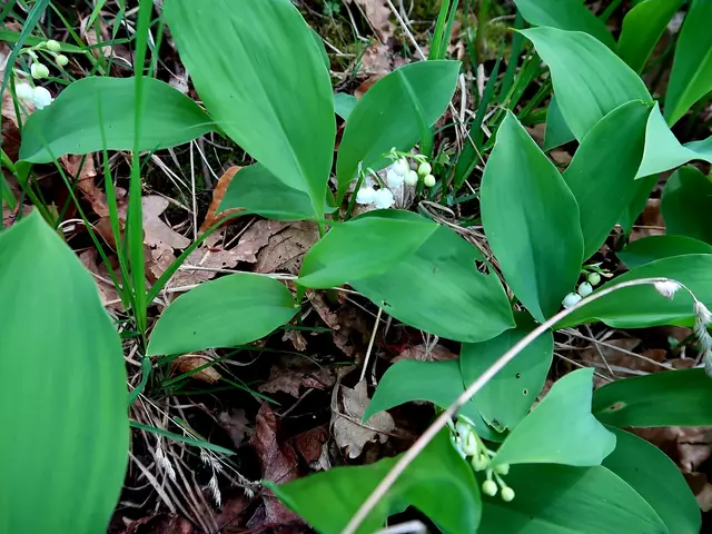 Maiglöckchen  | Foto: Eduard Warenik