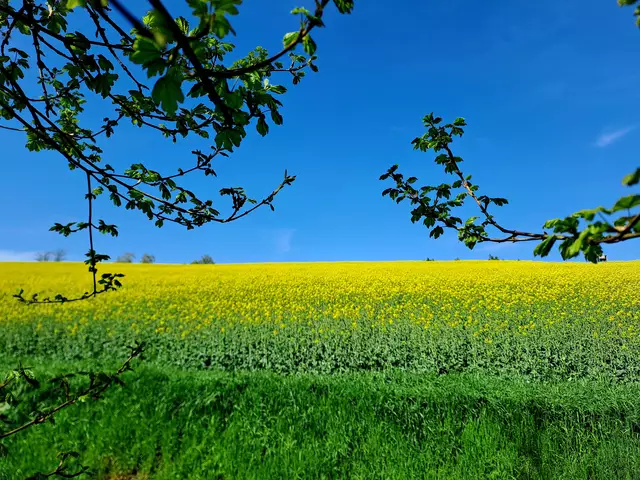 Rapsfelder auf den sonnigen Höhen | Foto: Andreas Odey