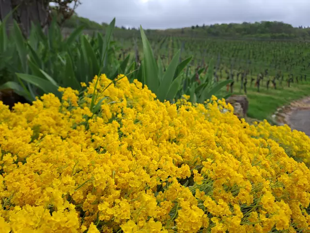 WeinBerg oder WeinGarten | Foto: Andreas Odey