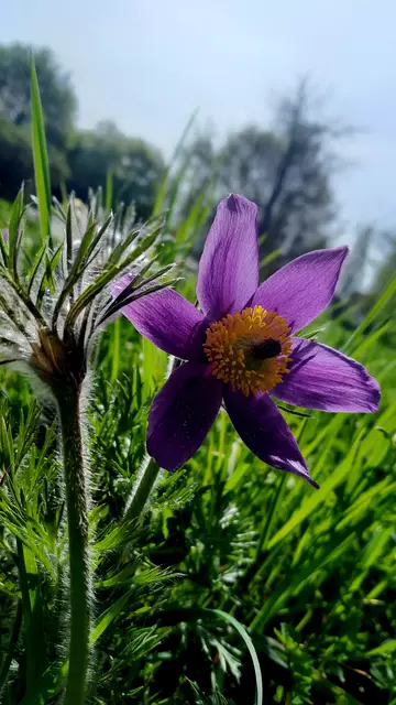 Küchen- oder Kuhschelle,  Pulsatilla, ein Hahnenfußgewächs, schöne Geschichten dazu gibt es hier in meine.stimme | Foto: WandernGabyErich