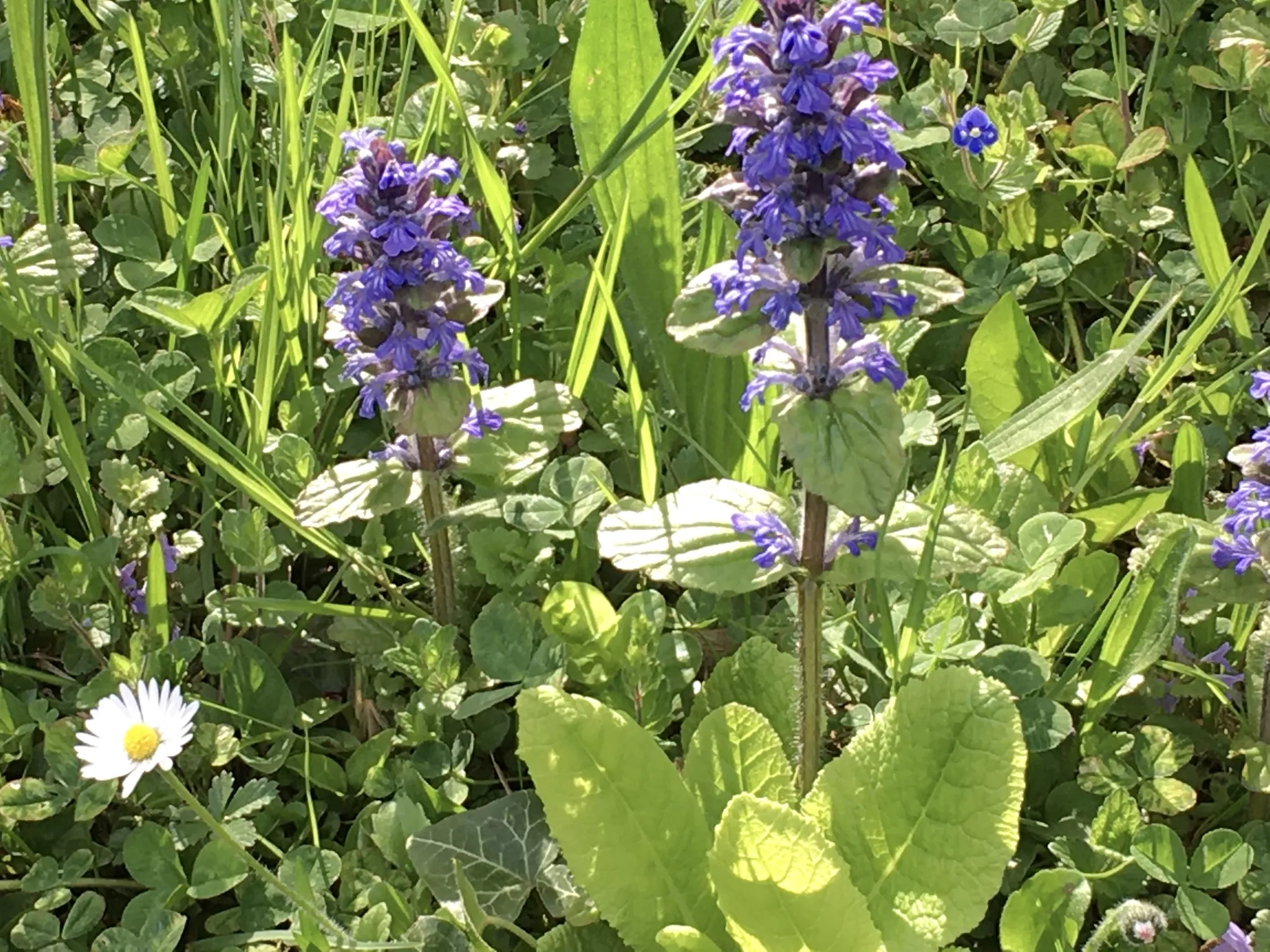 Wildblumen: Kriechender Gnsel - Flein