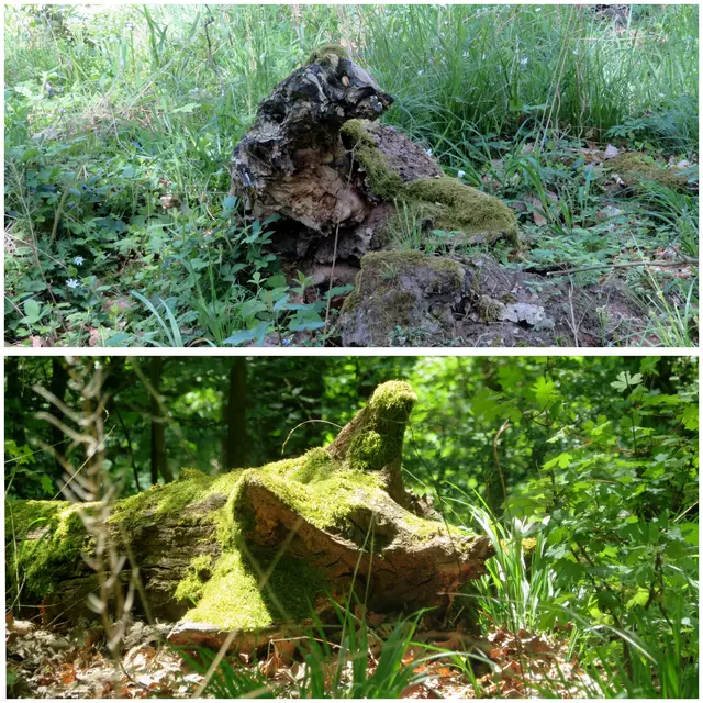 Bär und Schwein... Schweinsbär? | Foto: Aurelia Kling