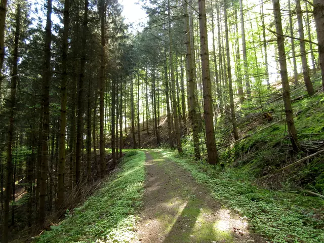 Wie viel Abwechselung der Heilbronner Wald doch bietet, Wege wie in Tirol und dort sind sie oft geschottert und weniger schön | Foto: WandernGabyErich