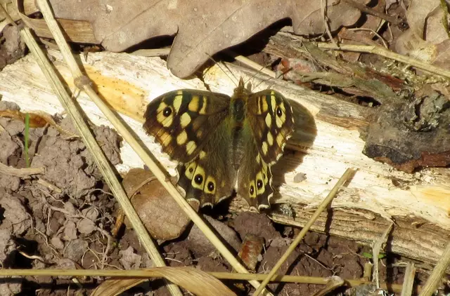 Ein Waldbrettspiel wurde bei der Eiersuche auch gefunden | Foto: WandernGabyErich