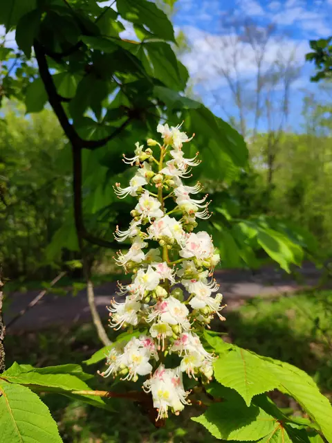 Kastanienblüte | Foto: Aurelia Kling