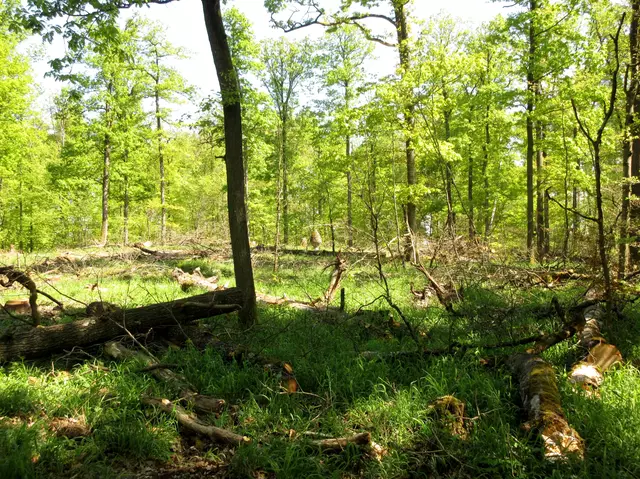 Vom Weg aus konnte man es früher nicht sehen, doch nun ist viel Holz gemacht | Foto: WandernGabyErich