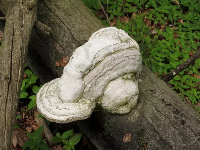 Was die Natur so formt | Foto: WandernGabyErich