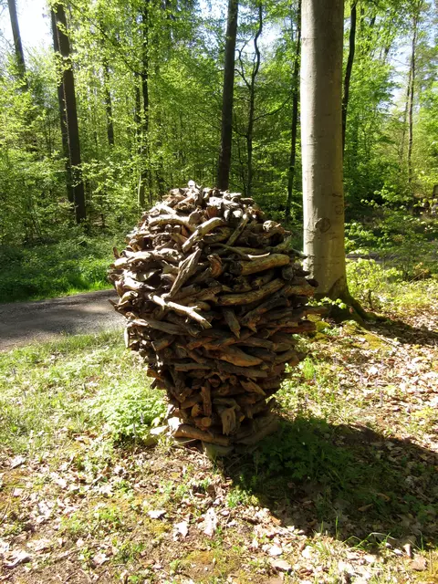 Astknäuel aus Kiefer | Foto: WandernGabyErich