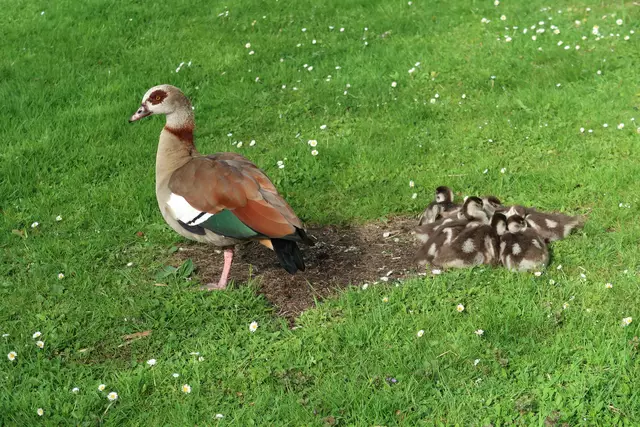 Foto: Eduard Warenik