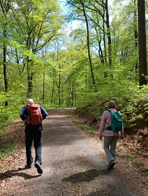Der Wald in saftigem Grün | Foto: E. Rosendorf