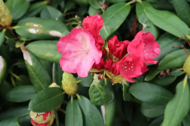 Foto: Eduard Warenik