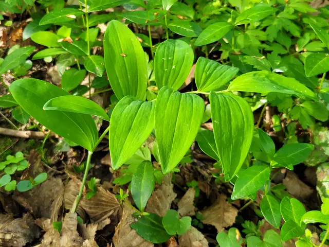 Der Salamonssiegel | Foto: Hans Peter Schmitt