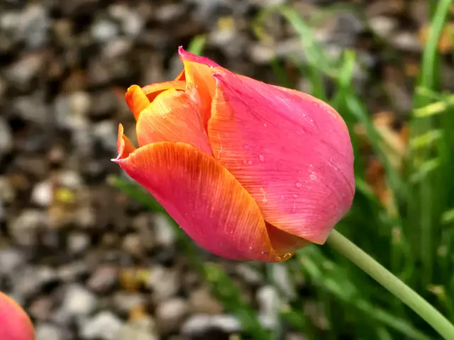 Foto: Heidrun Rosenberger