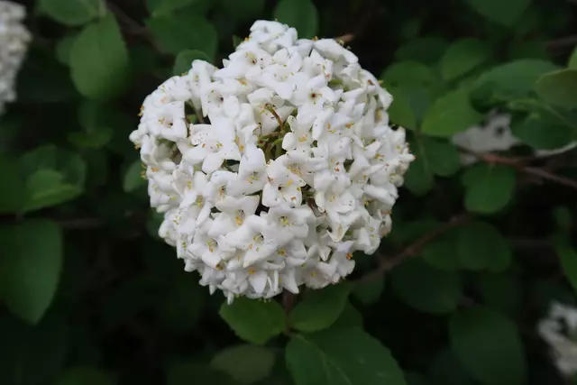 Foto: Eduard Warenik