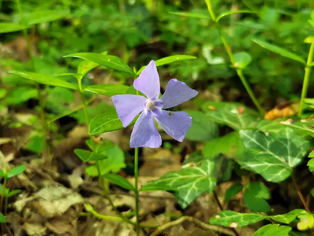Das kleine Immergrün. Die Blaue Blume, die oft  besungen wird. "Denn wer die blaue Blume finden will der muss ein Wanderbursche sein." Wie wahr! | Foto: Hans Peter Schmitt