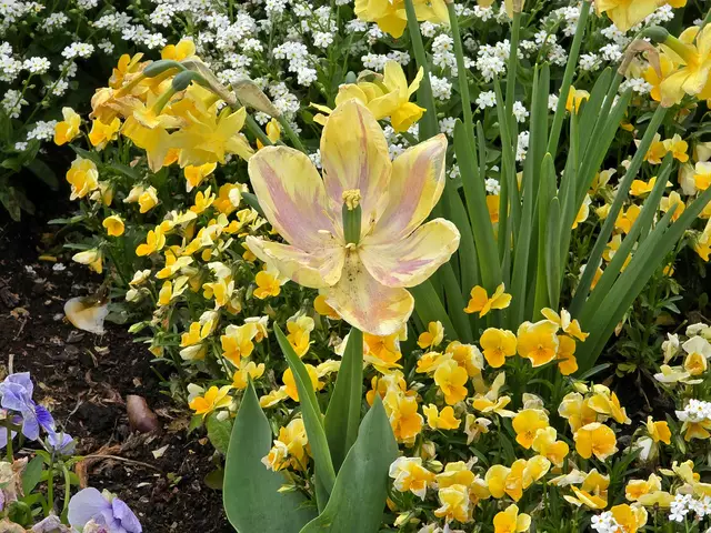 Auch fast verblühte Tulpen sind schön | Foto: Heidrun Rosenberger
