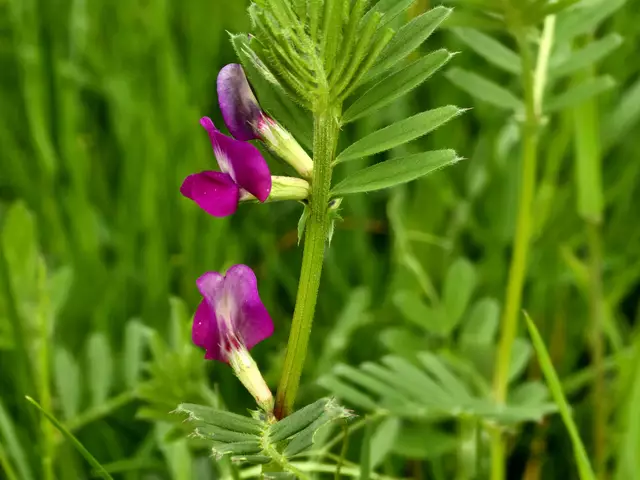 Foto: Heidrun Rosenberger