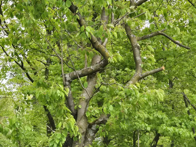 Durchgeschlängelt. | Foto: Heidrun Rosenberger