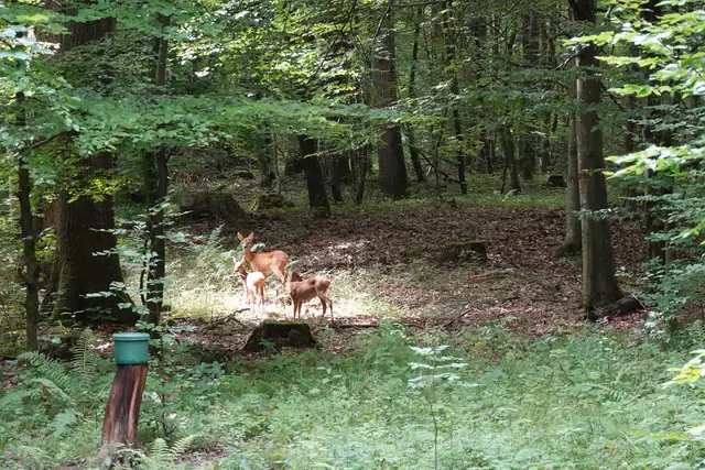 Ab Mitte Mai setzen die Rehe ihre Kitze. Nehmen Sie in der Zeit von Mai bis einschließlich Juli deshalb bitte Ihren Hund im Wald an die Leine. | Foto: Hans Peter Schmitt