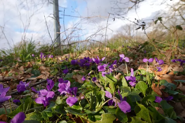 Das Veilchen kennt wohl jeder. | Foto: Hans Peter Schmitt