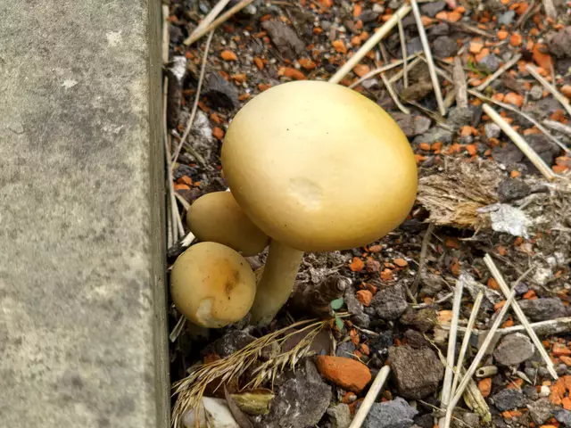 Nein, mir ist kein Herbstbild dazwischen gerutscht ...
 | Foto: Heidrun Rosenberger