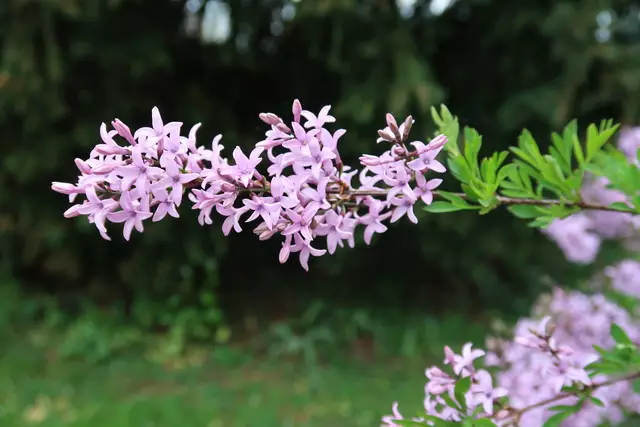 Persischer Flieder.  | Foto: Eduard Warenik