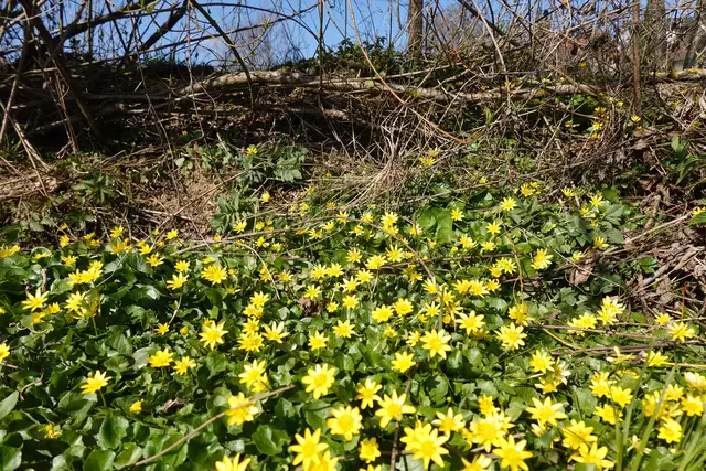 Das Schabockskraut. Die Blätter enthalten sehr viel Vitamin C. | Foto: Hans Peter Schmitt