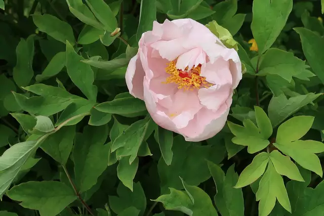 Foto: Eduard Warenik